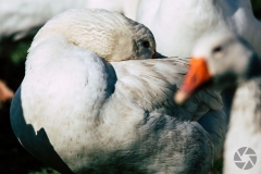 animal02