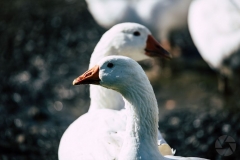 animal03