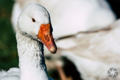 animal04