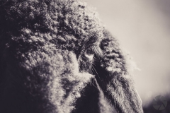 animal06