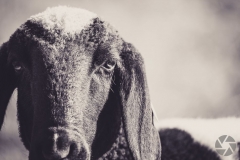animal07