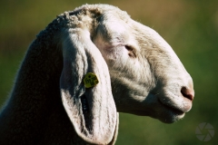 animal08