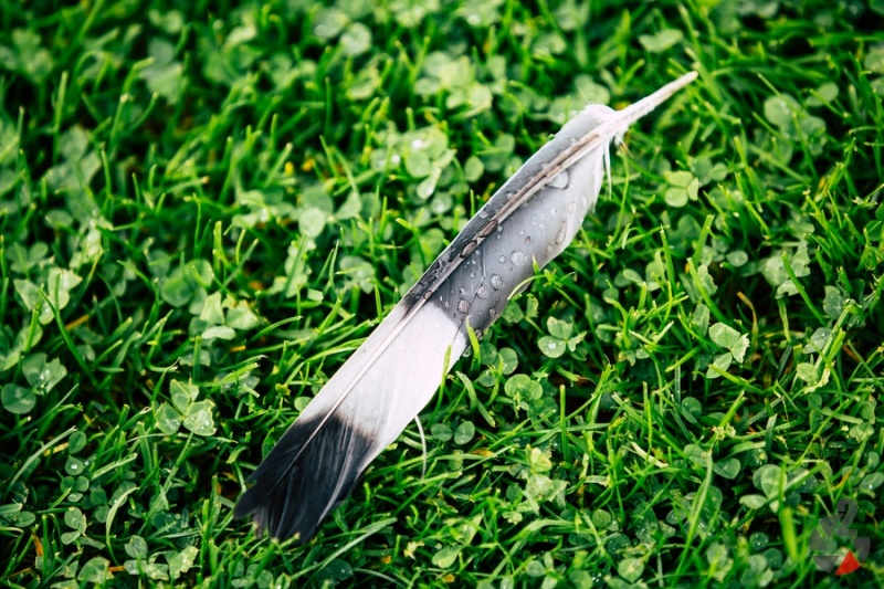 20170917_Patriots@Giants_Ladies-2024