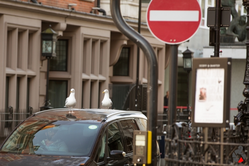 London_Dezember_2017-1134